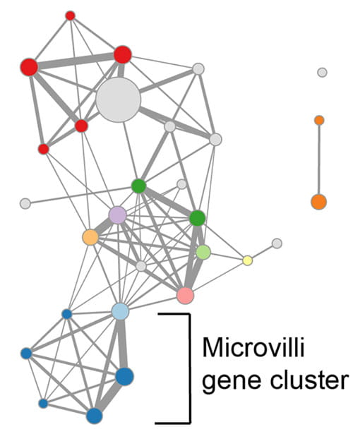 Microvilli-network-graphic